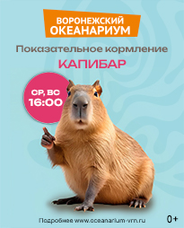Показательное кормление капибар