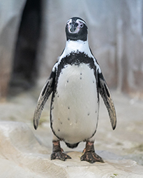 ��������� ���� ���������